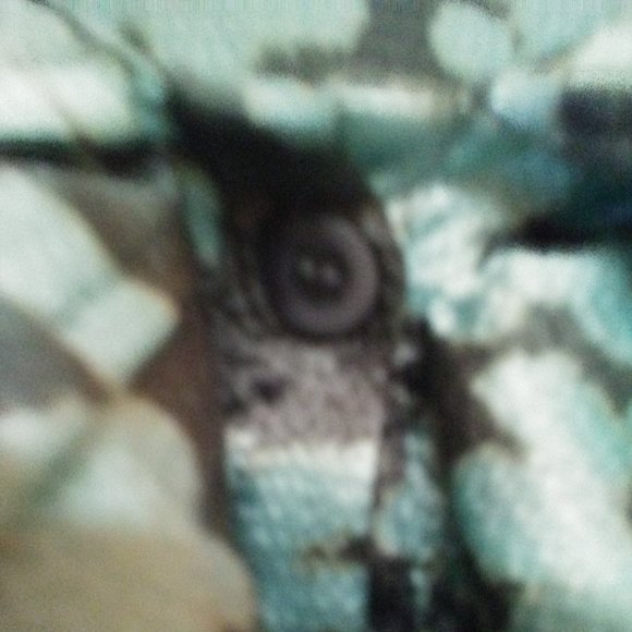 New York & Co. Blue & Brown Ruffly Button Up Top - Picture 3 of 6